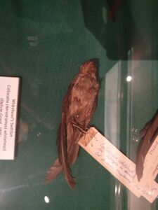 Whitehead’s Swiftlet