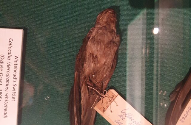 Whitehead’s Swiftlet