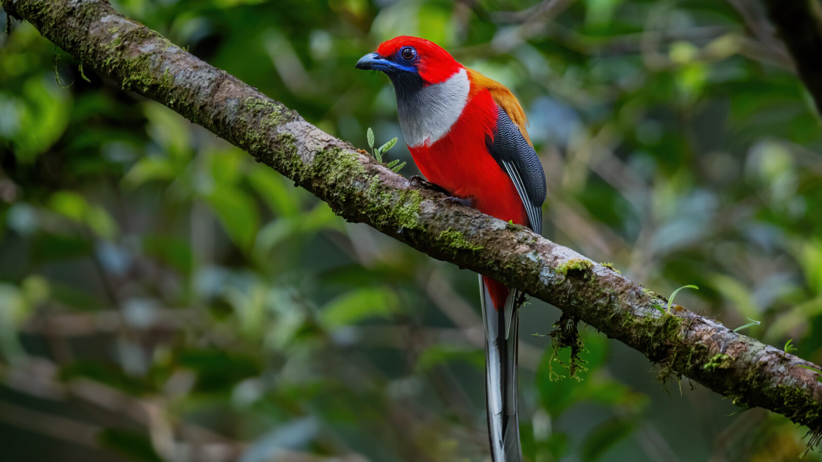 Whitehead’s Trogon