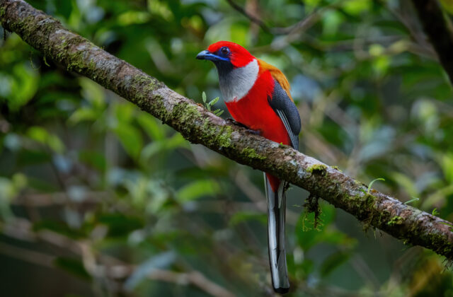 Whitehead’s Trogon