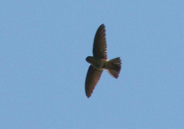 White-rumped Swiftlet