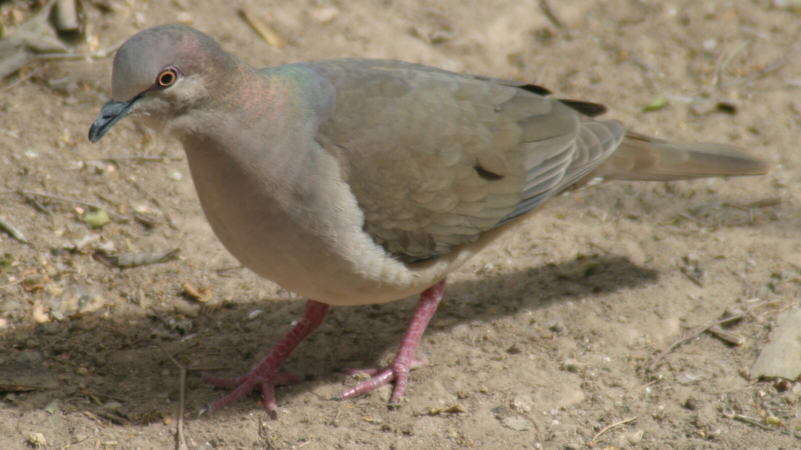 White-tipped Dove
