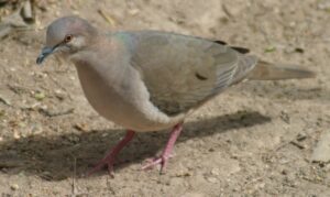White-tipped Dove