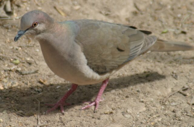 White-tipped Dove
