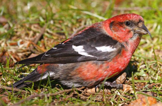 Two-barred Crossbill