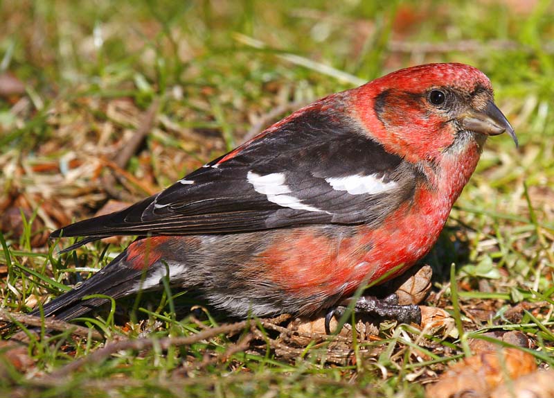 Two-barred Crossbill