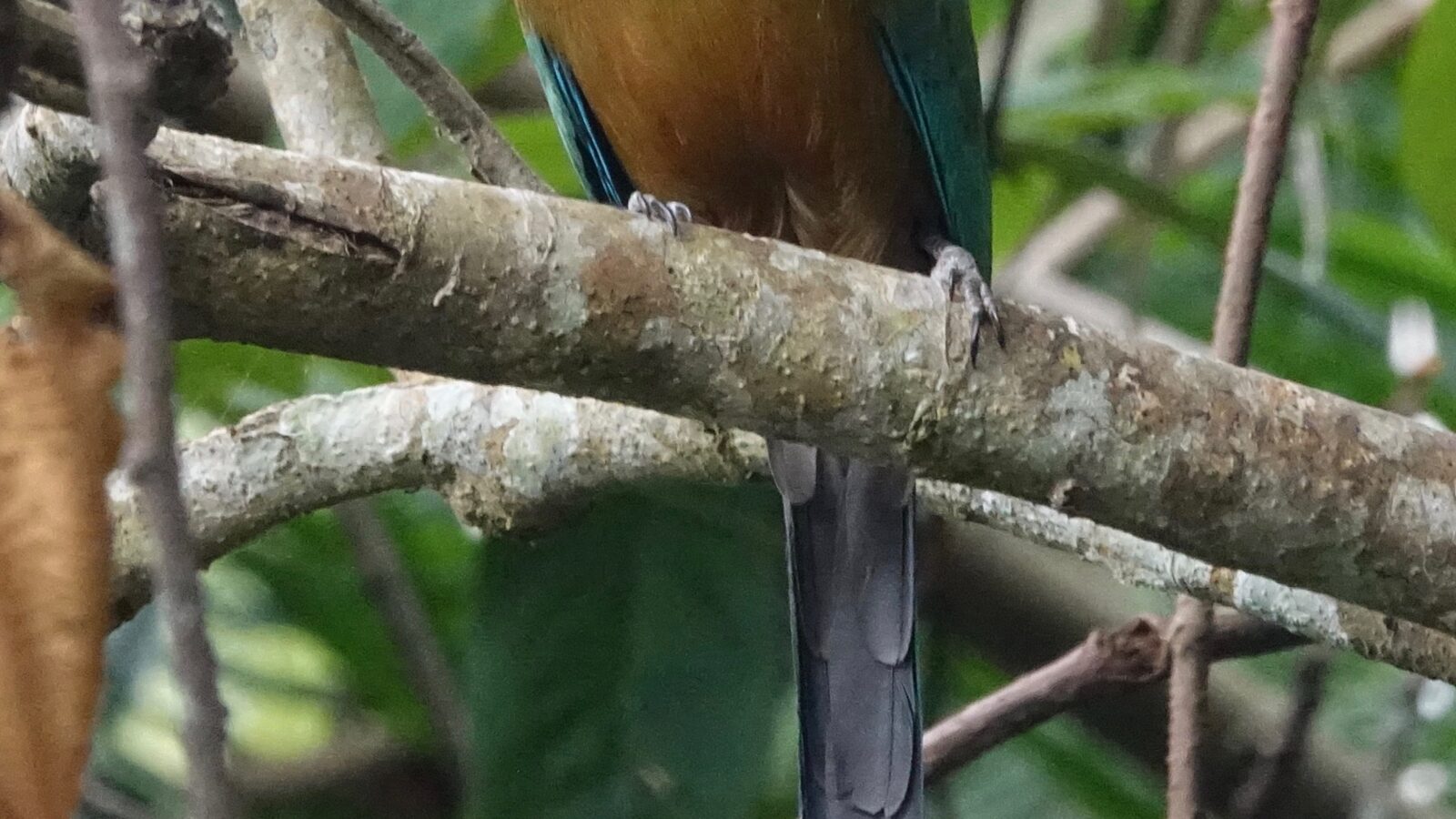 Whooping Motmot