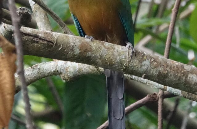 Whooping Motmot