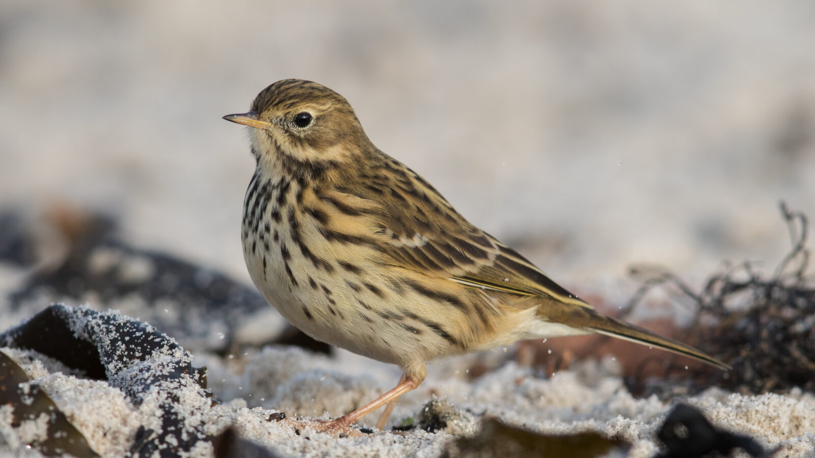 Meadow Pipit