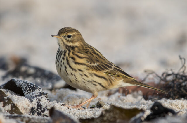 Meadow Pipit