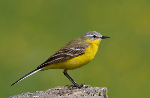 Western Yellow Wagtail