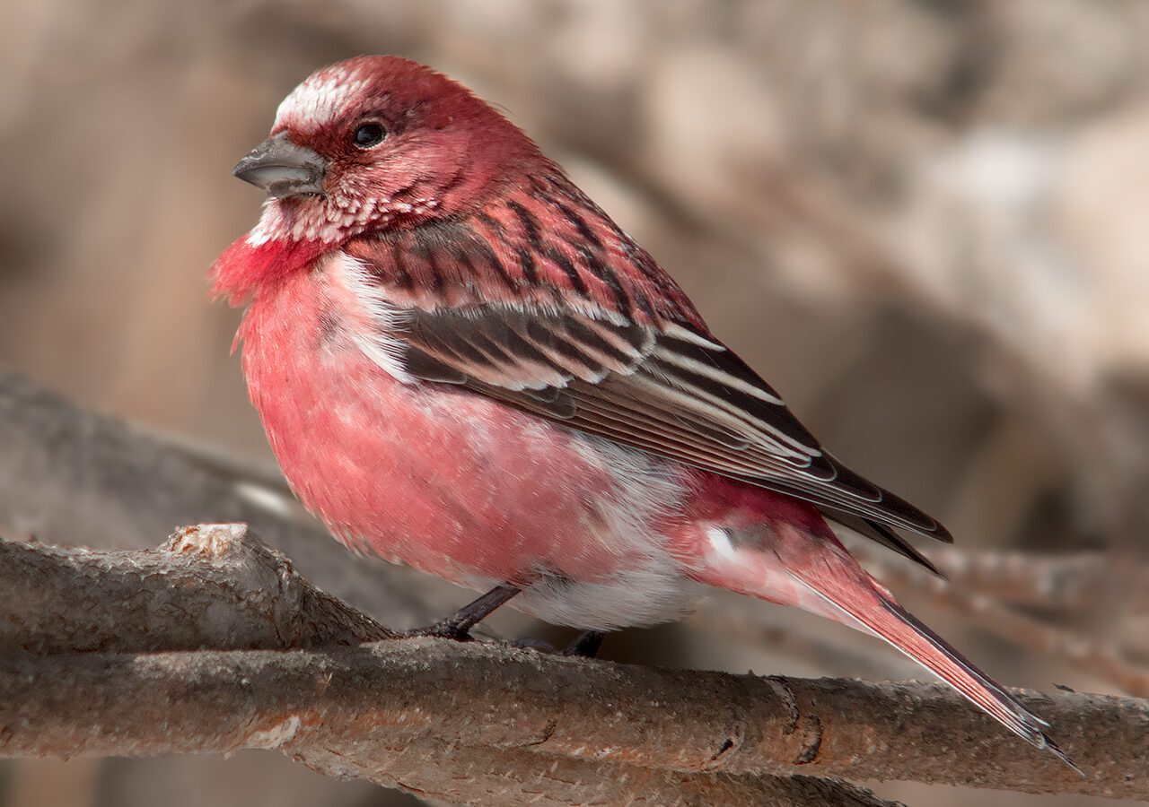 Pallas’s Rosefinch