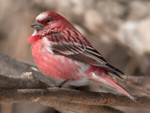 Pallas’s Rosefinch