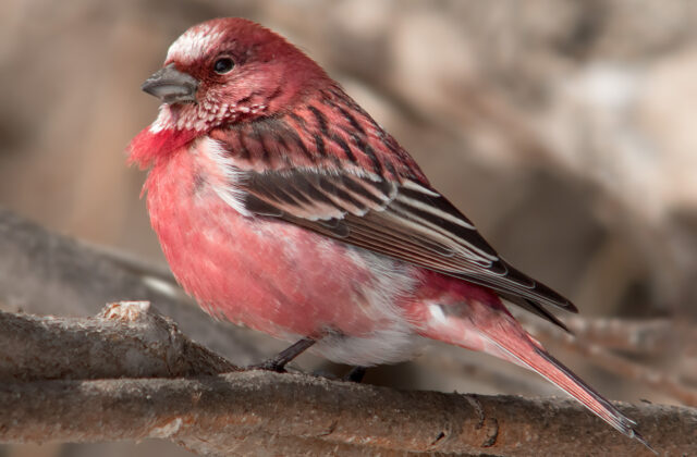 Pallas’s Rosefinch