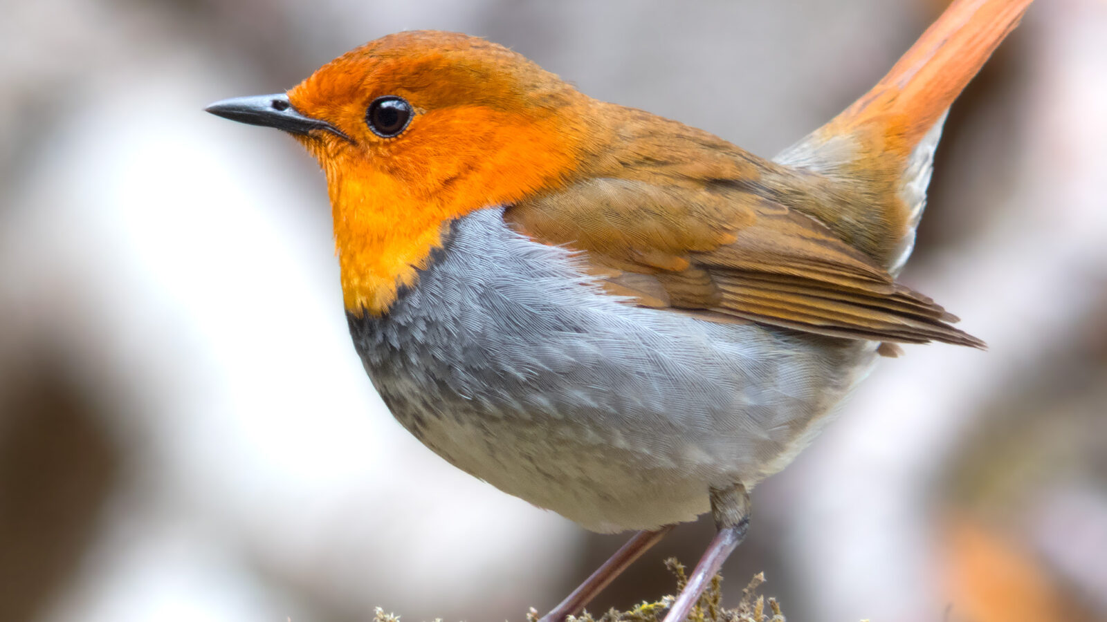 Japanese Robin