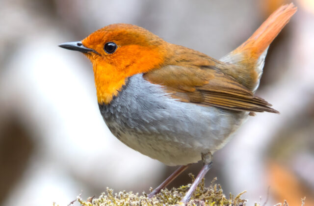 Japanese Robin