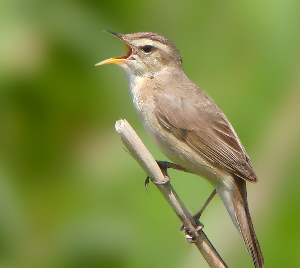 Black-browed Reed Warbler