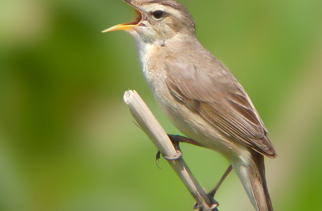 Black-browed Reed Warbler