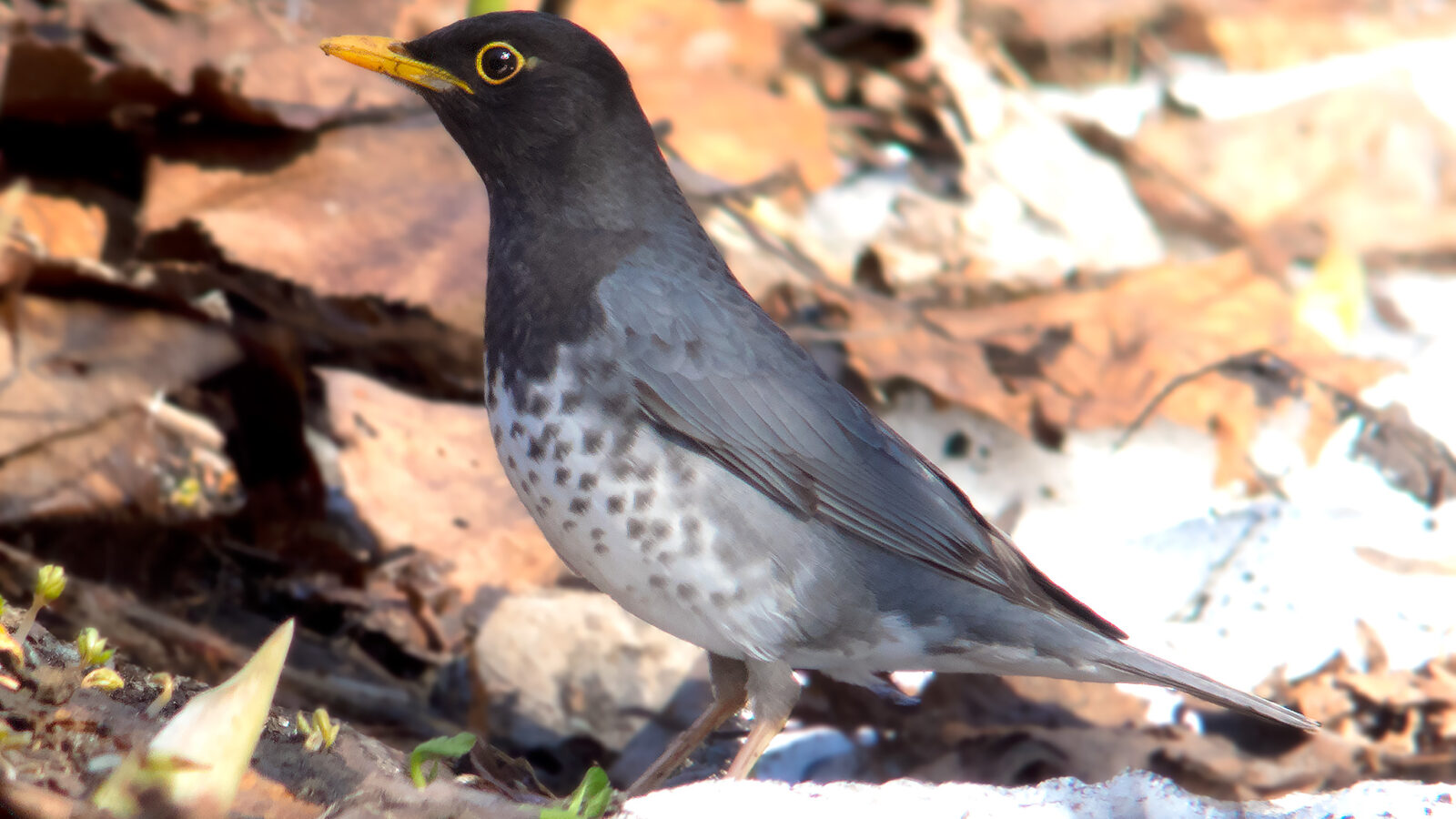 Japanese Thrush