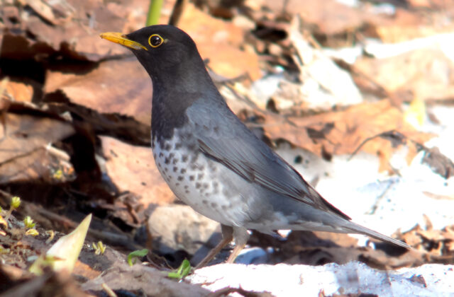 Japanese Thrush
