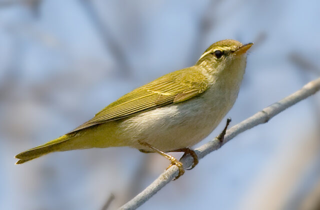 Eastern Crowned Warbler