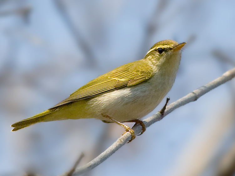 Eastern Crowned Warbler