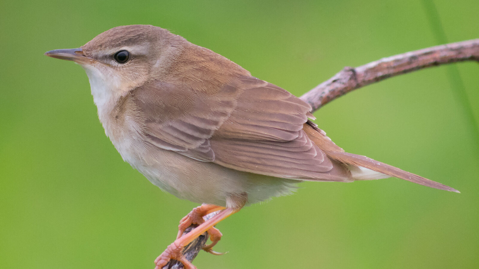 Middendorff’s Grasshopper Warbler
