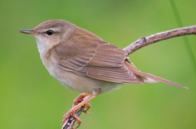 Middendorff’s Grasshopper Warbler