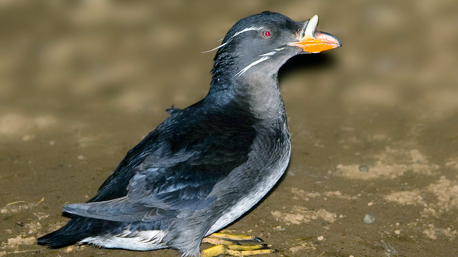 Rhinoceros Auklet