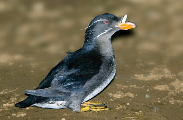 Rhinoceros Auklet