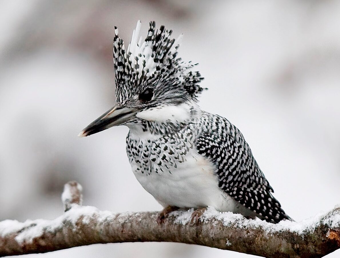 Crested Kingfisher