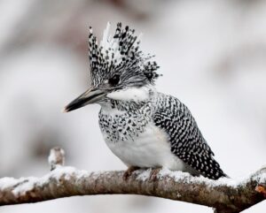 Crested Kingfisher