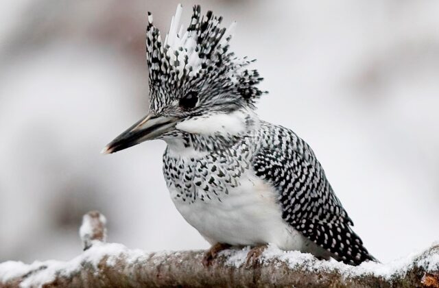 Crested Kingfisher
