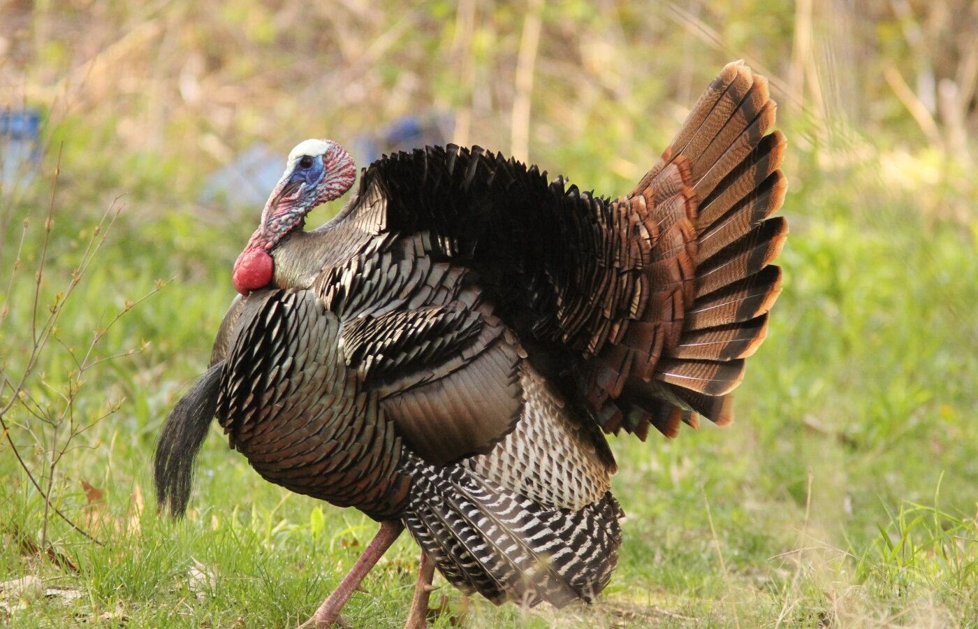 Wild Turkey