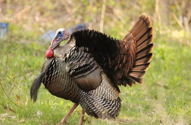 Wild Turkey