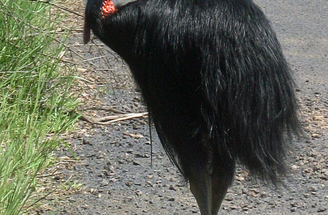 Southern Cassowary