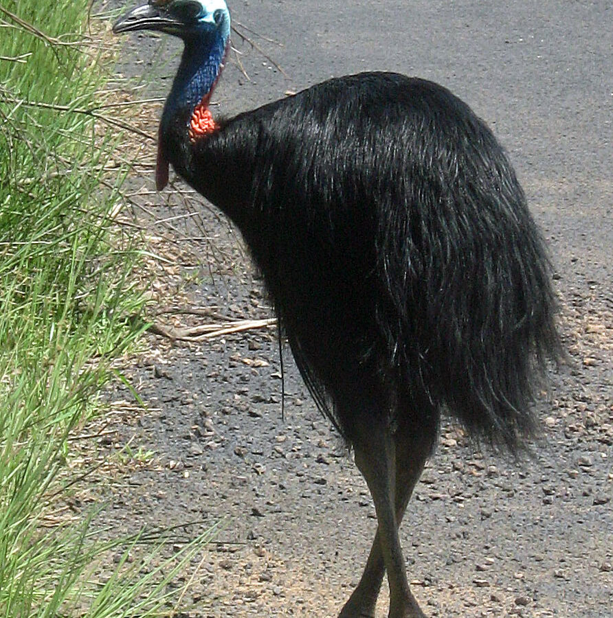 Southern Cassowary