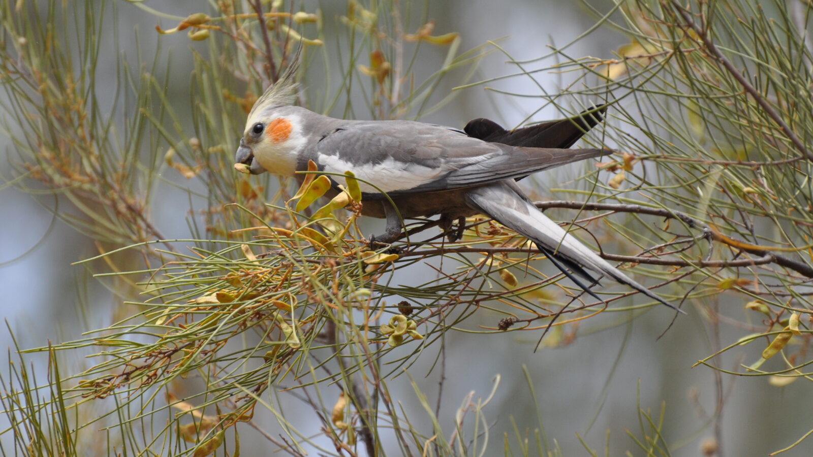 Cockatiel