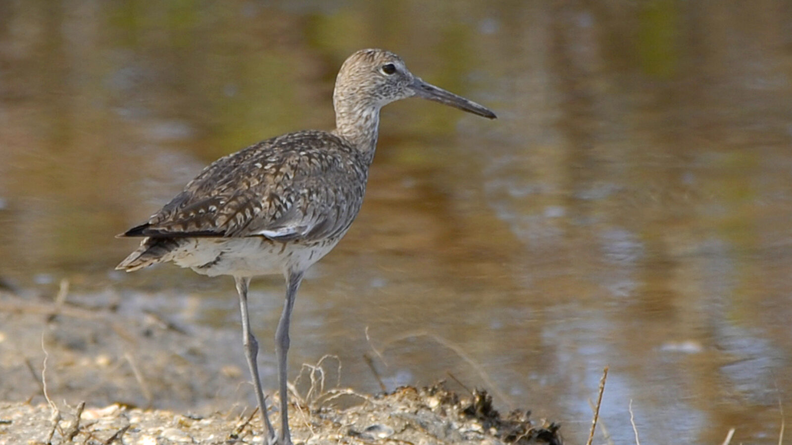 Willet