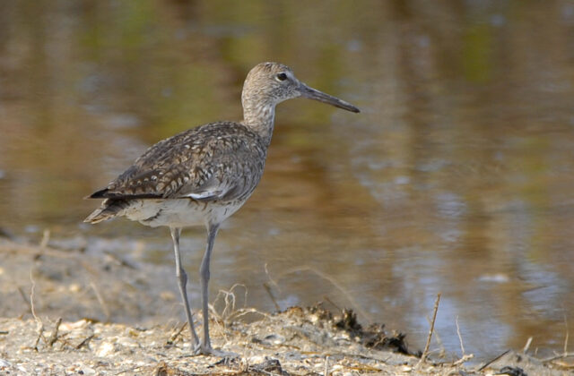 Willet