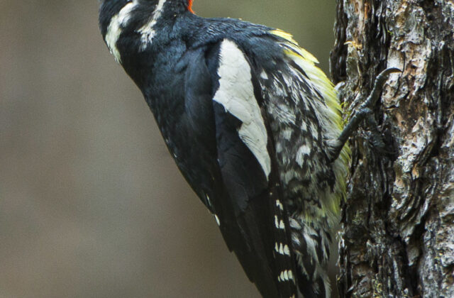 Williamson’s Sapsucker