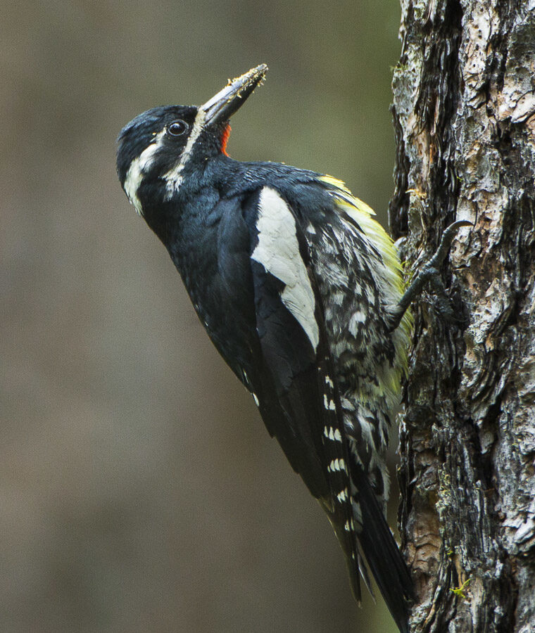 Williamson’s Sapsucker
