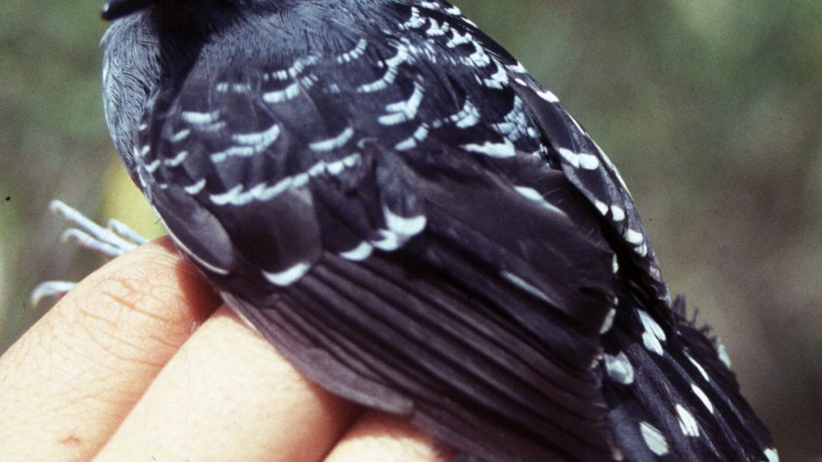Common Scale-backed Antbird