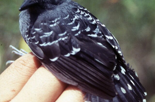 Common Scale-backed Antbird