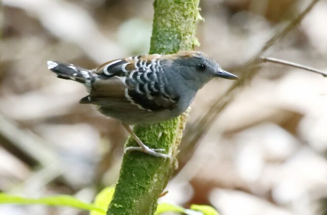 Xingu Scale-backed Antbird