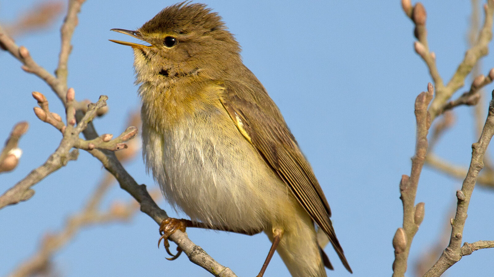 Willow Warbler