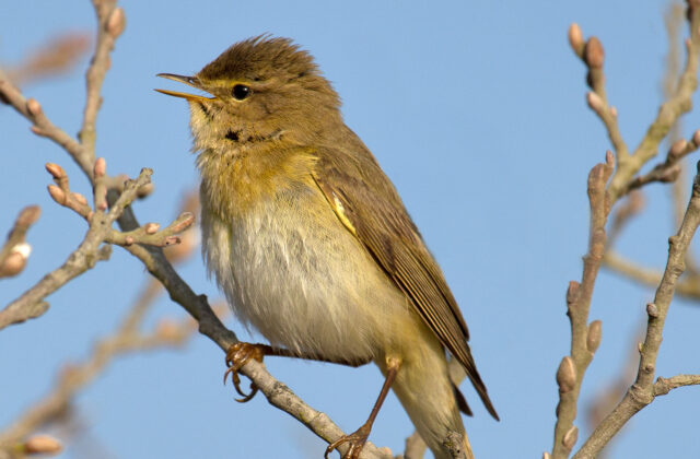 Willow Warbler