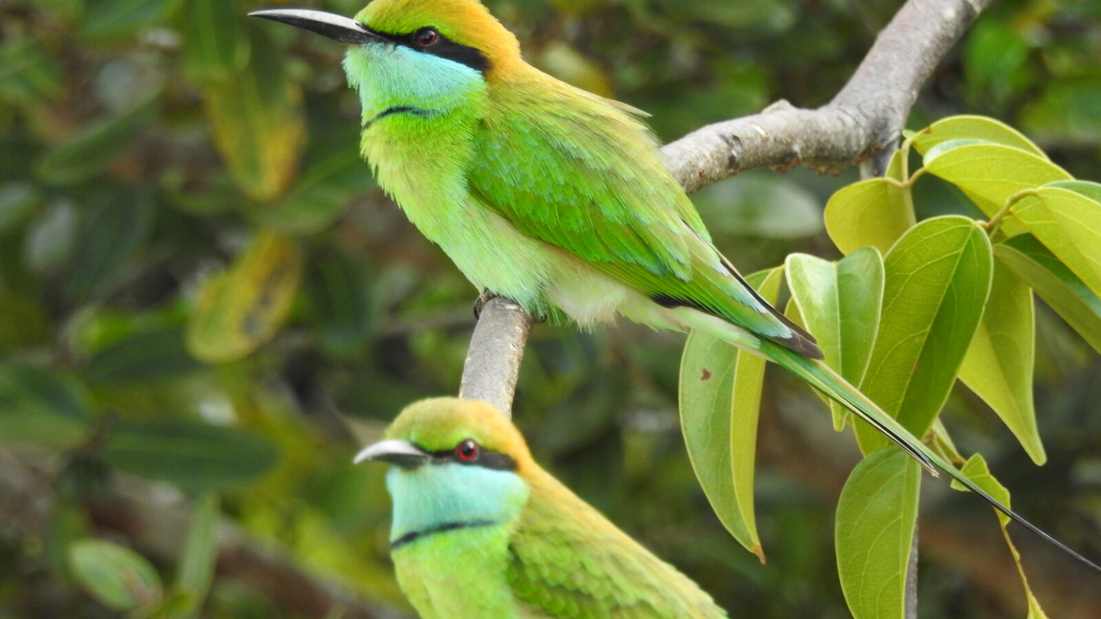 Asian Green Bee-eater