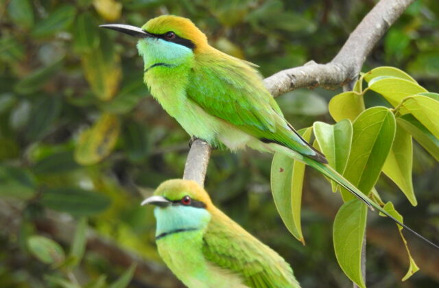 Asian Green Bee-eater