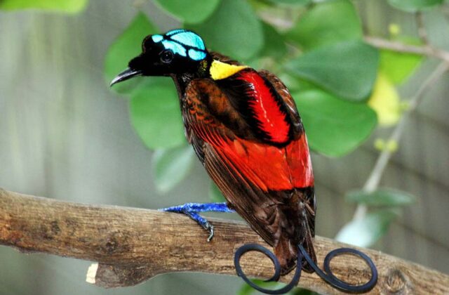 Wilson’s Bird-of-paradise